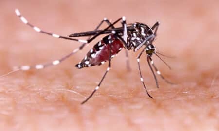New mosquito species that spread malaria
