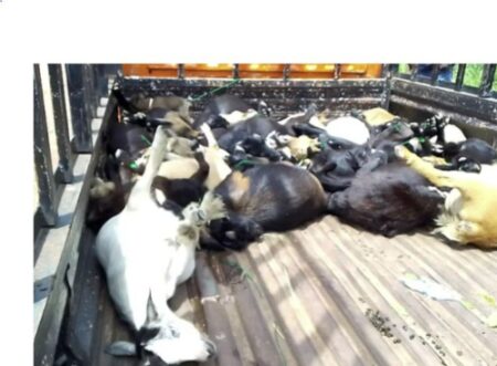 Over 100 goats, sheep arrested