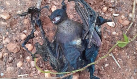 Bats Causing Power Outages In Dormaa Ahenkro And Its Environs – VRA Director